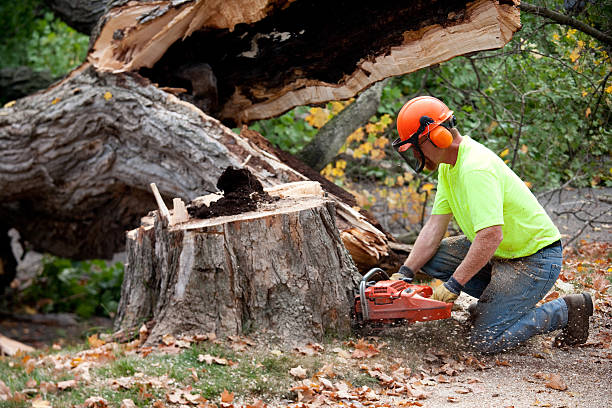 Why Choose Our Tree Removal Services in Stanley, ND?